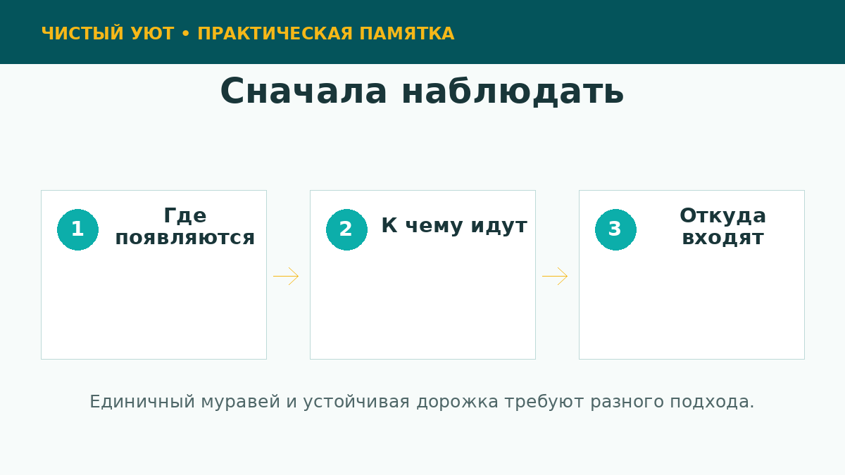 Наблюдение за путями муравьев в квартире