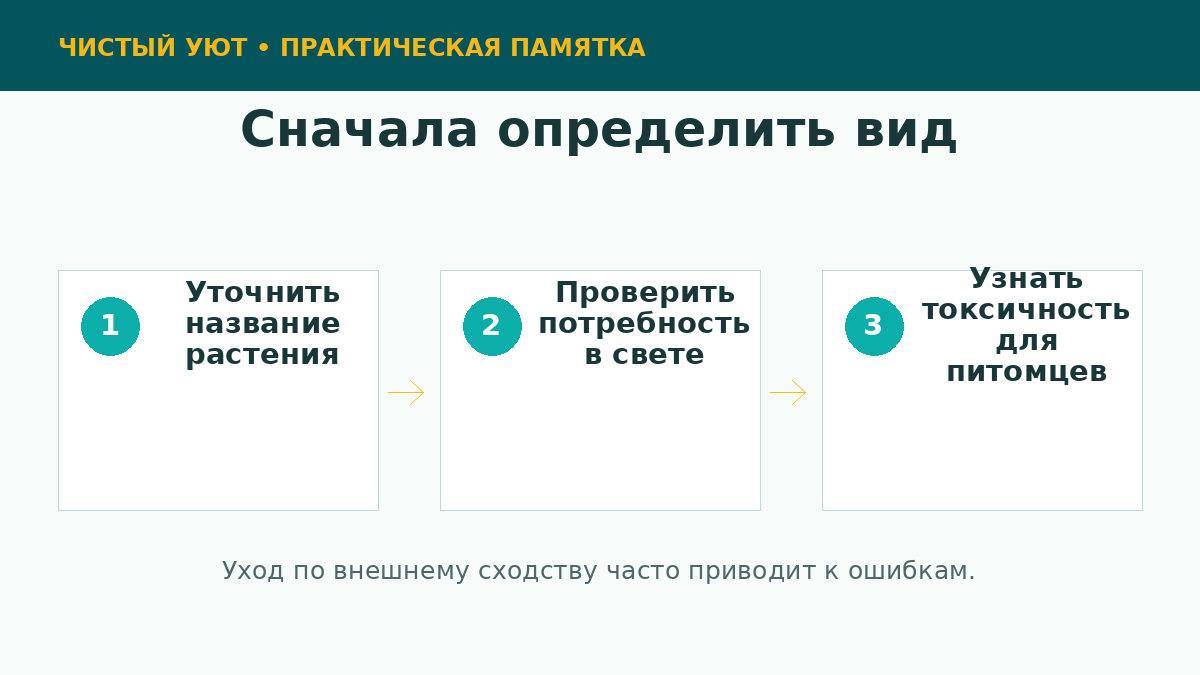 Определение комнатного растения перед началом ухода