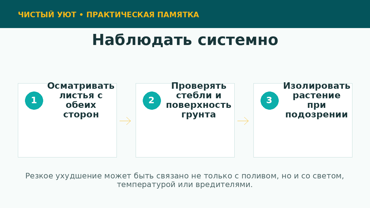 Регулярный осмотр комнатного растения